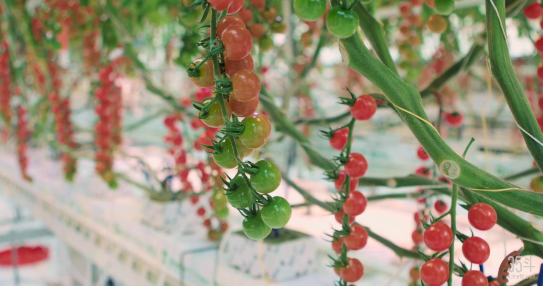 腾讯布局农业科技：从AI温室种植到产业园区，打造未来农业生态